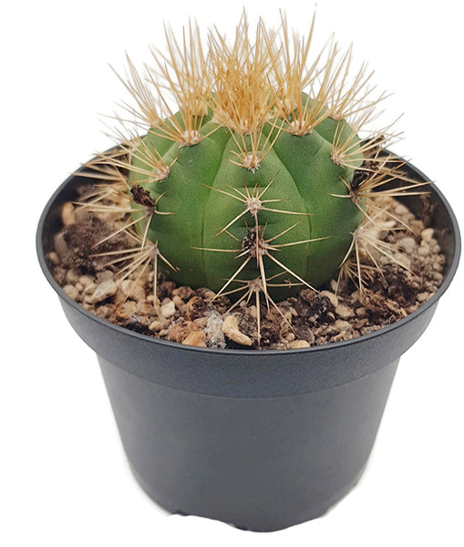 Gymnocalycium chacoense  Fangblatt GmbH