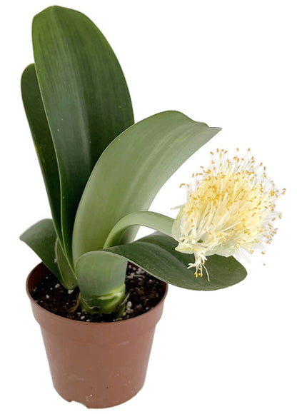 Haemanthus albiflos - Elefantenohr