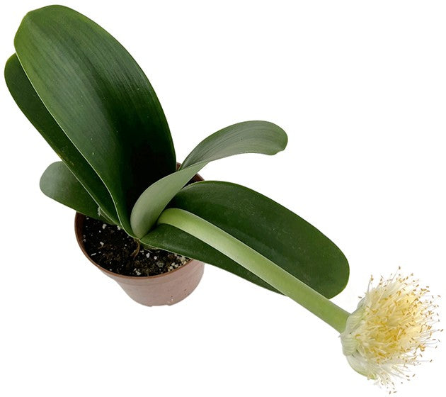 Haemanthus albiflos - Elefantenohr