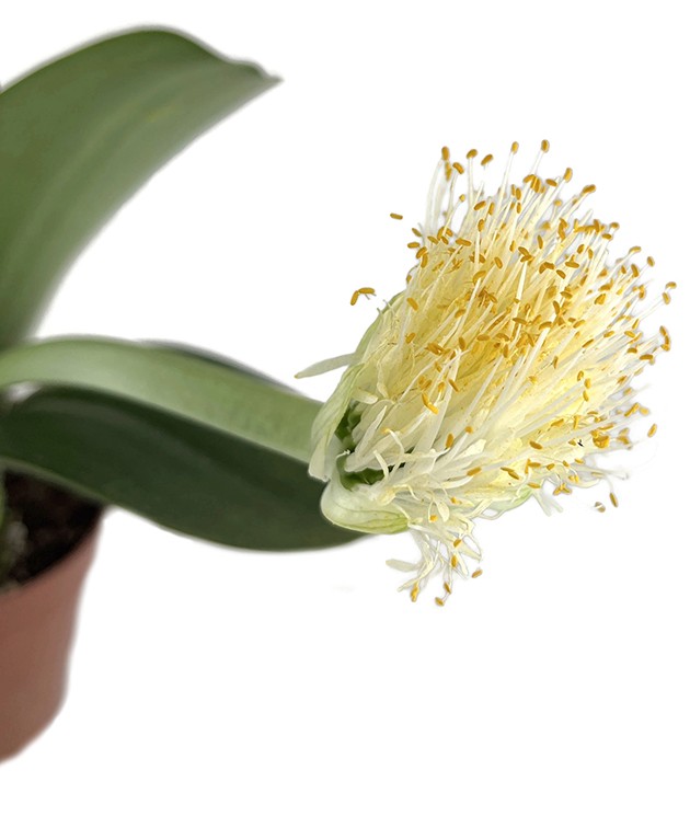 Haemanthus albiflos - Elefantenohr