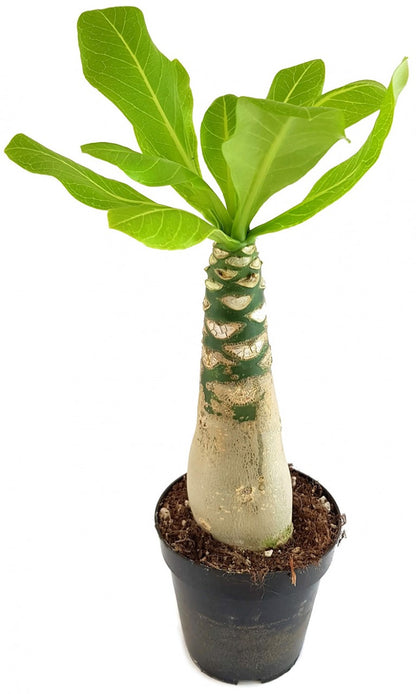 Brighamia insignis - Hawaii-Palme