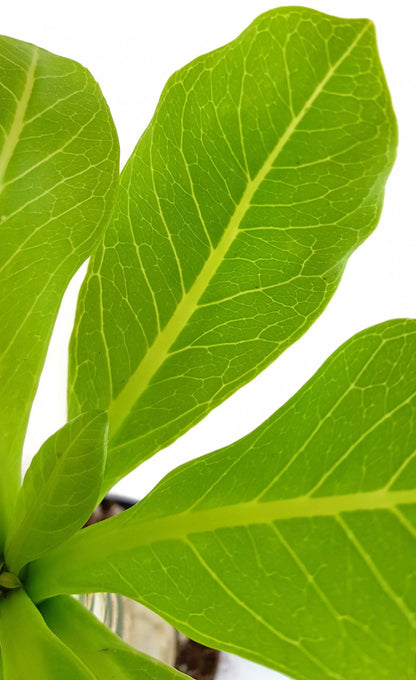 Brighamia insignis - Hawaii-Palme