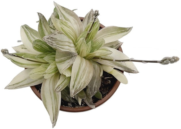 Haworthia cymbiformis variegata - Sukkulente