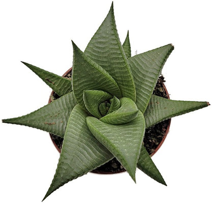 Haworthia limifolia &quot;Roux&quot; - Sukkulente