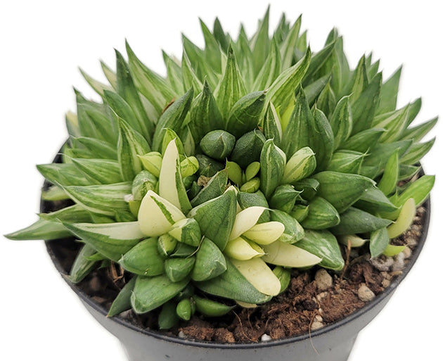 Haworthia marumiana variegata - Sukkulente