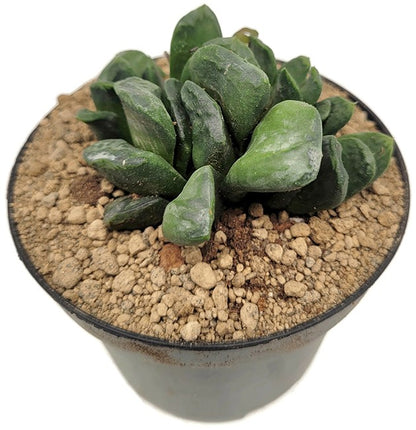 Haworthia maughanii x truncata - Sukkulente