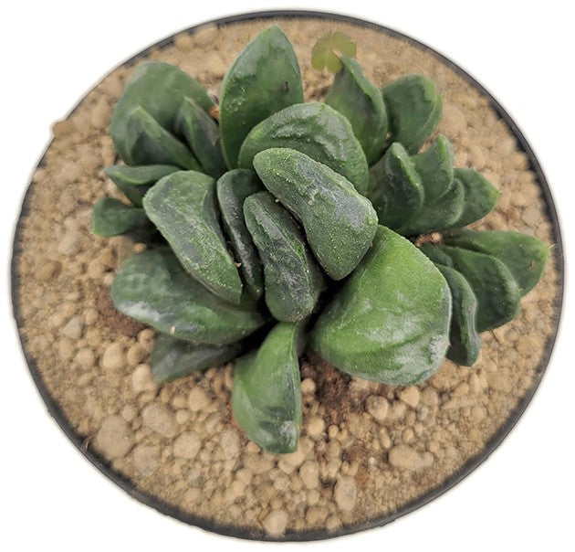 Haworthia maughanii x truncata - Sukkulente