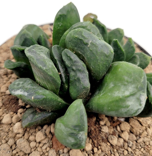 Haworthia maughanii x truncata - Sukkulente