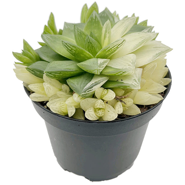 Haworthia cymbiformis variegata - Sukkulente