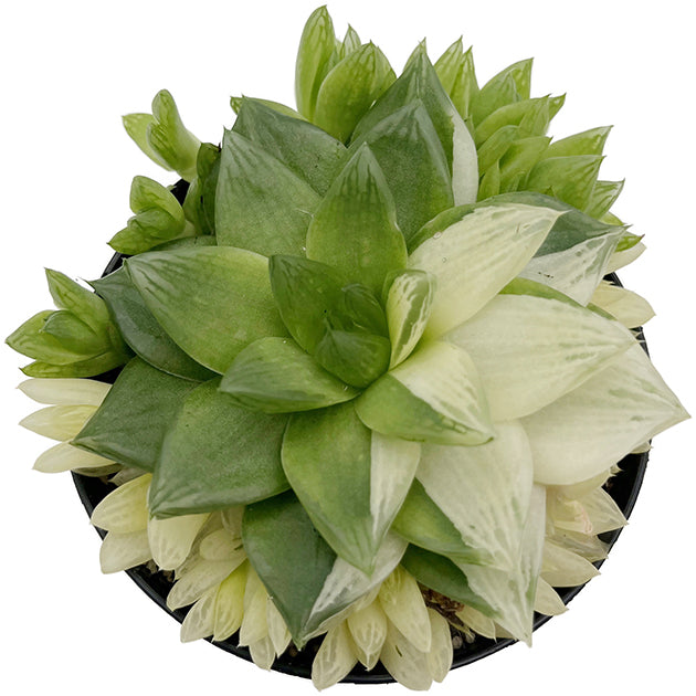 Haworthia cymbiformis variegata - Sukkulente