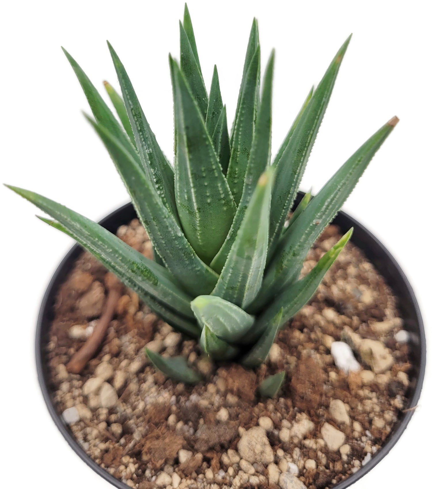 Haworthia glauca - Sukkulente