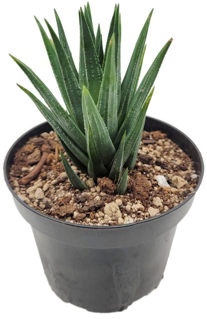 Haworthia glauca - Sukkulente