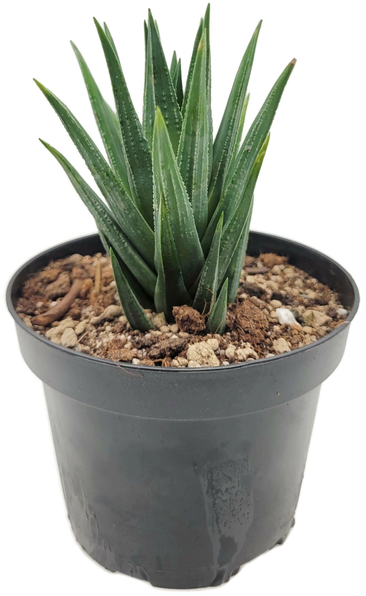 Haworthia glauca - Sukkulente