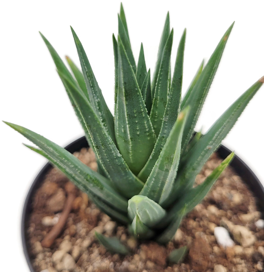 Haworthia glauca - Sukkulente