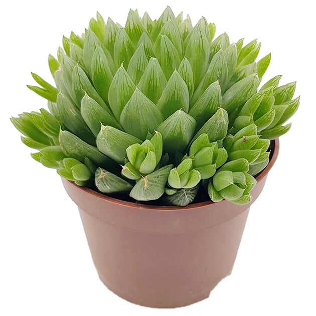 Haworthia turgida Hybride - exotische Sukkulente