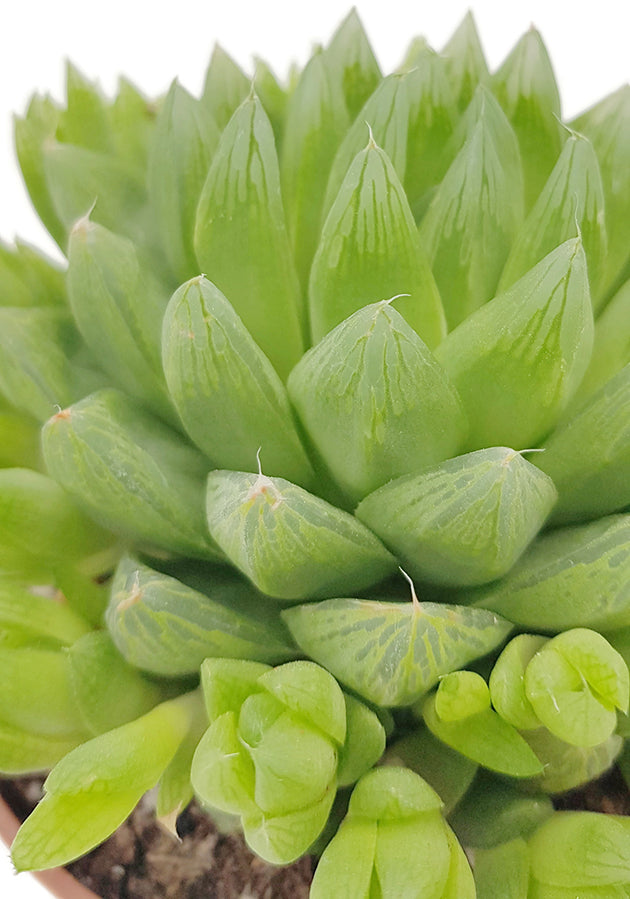 Haworthia turgida Hybride - exotische Sukkulente