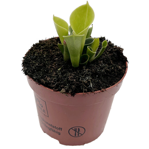 Heliamphora minor - kompakter Sumpfkrug
