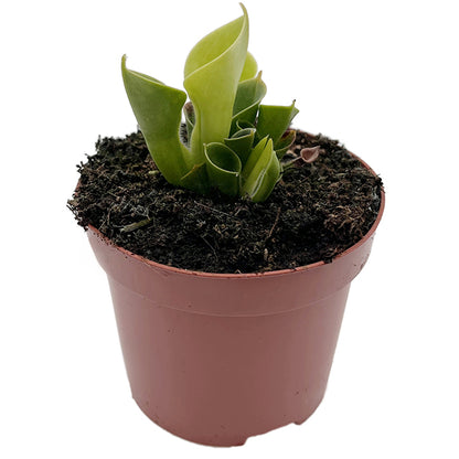 Heliamphora minor - kompakter Sumpfkrug