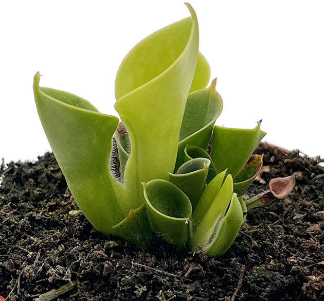 Heliamphora minor - kompakter Sumpfkrug