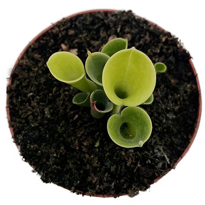 Heliamphora minor - kompakter Sumpfkrug