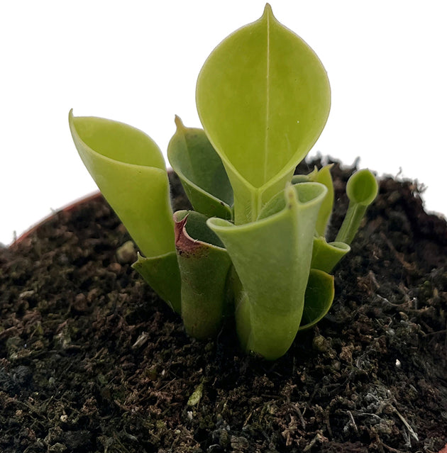 Heliamphora minor - kompakter Sumpfkrug