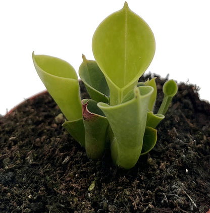 Heliamphora minor - kompakter Sumpfkrug