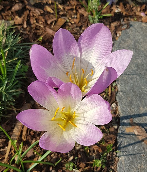 Colchicum - 4er Set der Herbstzeitlosen