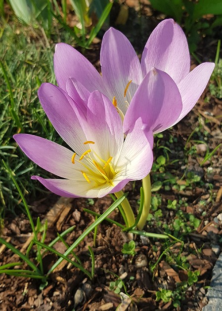 Colchicum - 4er Set der Herbstzeitlosen