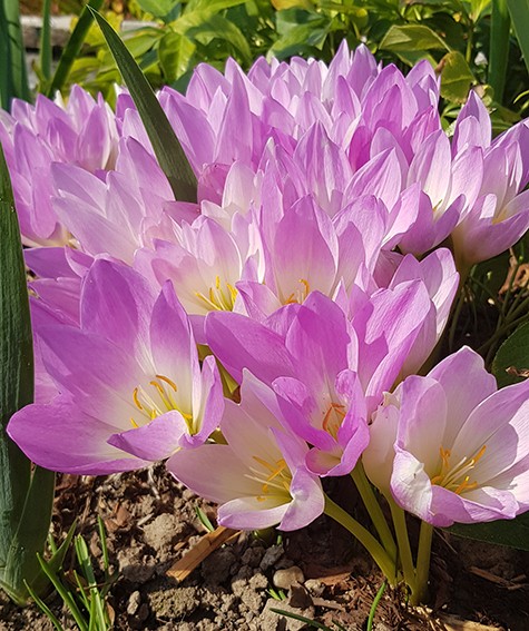 Colchicum - 4er Set der Herbstzeitlosen