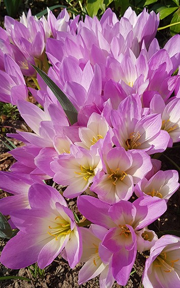 Colchicum - 4er Set der Herbstzeitlosen