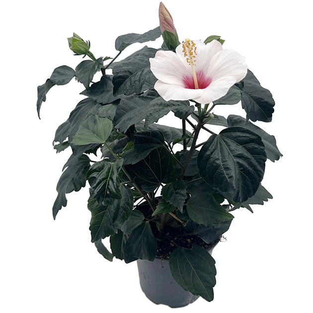 Hibiscus moscheutos - Sumpfeibisch