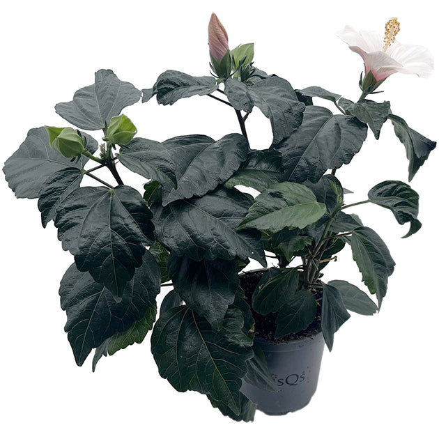 Hibiscus moscheutos - Sumpfeibisch