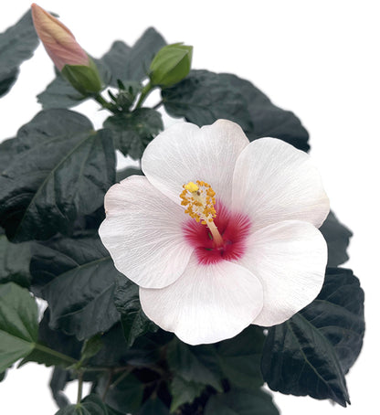 Hibiscus moscheutos - Sumpfeibisch