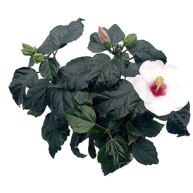 Hibiscus moscheutos - Sumpfeibisch