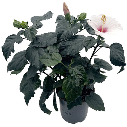 Hibiscus moscheutos - Sumpfeibisch