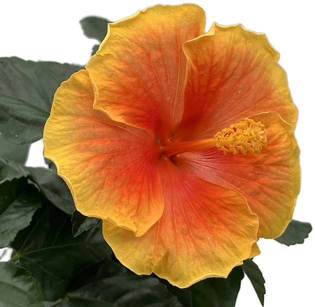 Hibiscus "Pacific Storm" - leuchtender Hawaii Hibiskus