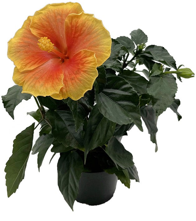 Hibiscus "Pacific Storm" - leuchtender Hawaii Hibiskus