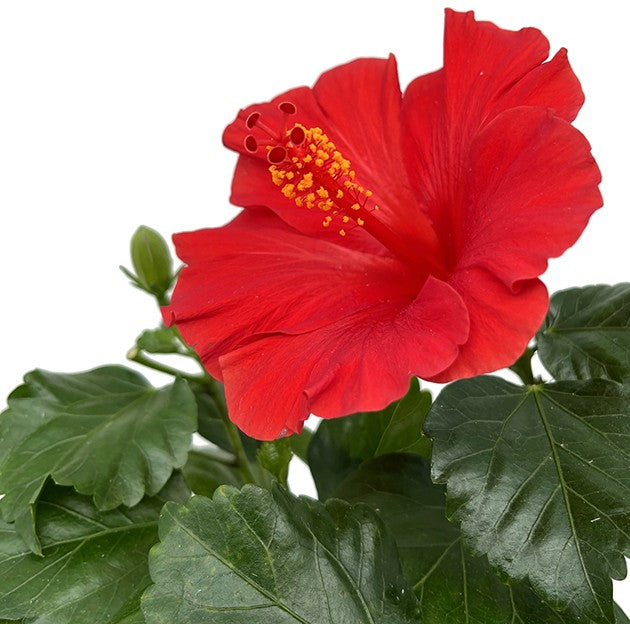 Hibiscus Wela - roter Hawaii Hibiskus