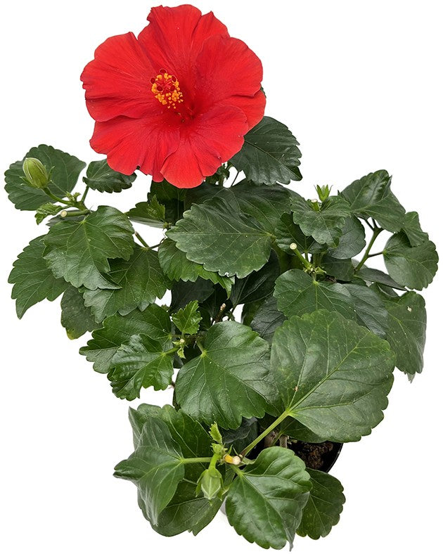 Hibiscus Wela - roter Hawaii Hibiskus