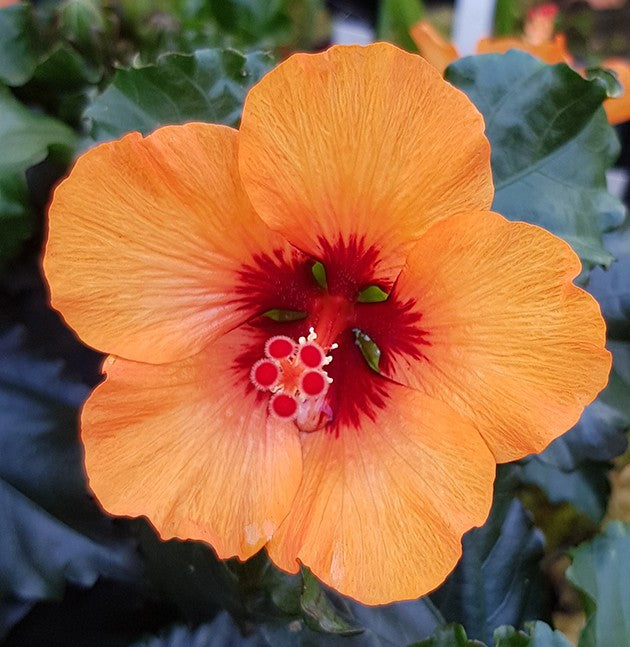 Hibiscus rosa-sinensis - Hibiskus