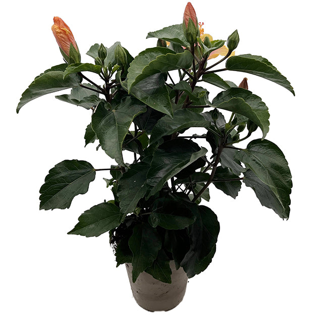 Hibiscus "Cocktail" - Hawaii Hibiskus
