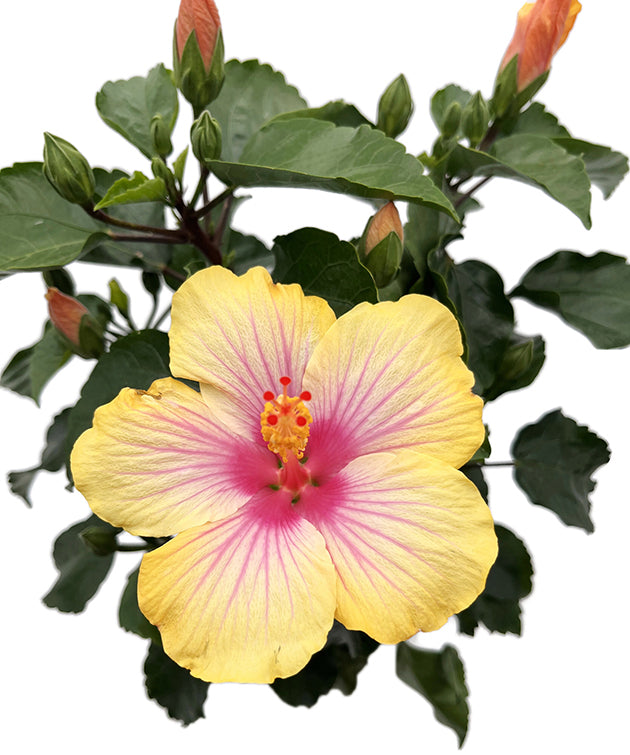 Hibiscus "Cocktail" - Hawaii Hibiskus