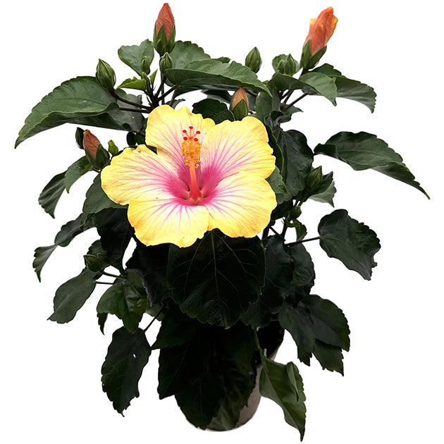 Hibiscus "Cocktail" - Hawaii Hibiskus