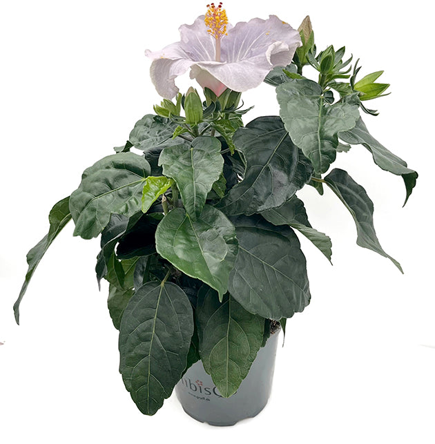 Hibiscus "Blue Star" - Hawaii Hibiskus – Fangblatt GmbH Hibiscus "Blue Star" - Hawaii Hibiskus – Fangblatt GmbH