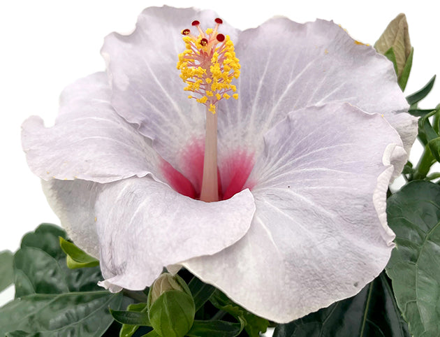Hibiscus "Blue Star" - Hawaii Hibiskus – Fangblatt GmbH Hibiscus "Blue Star" - Hawaii Hibiskus – Fangblatt GmbH
