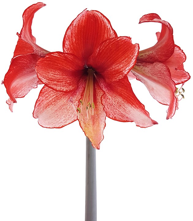 Hippeastrum Charisma - rosa Ritterstern