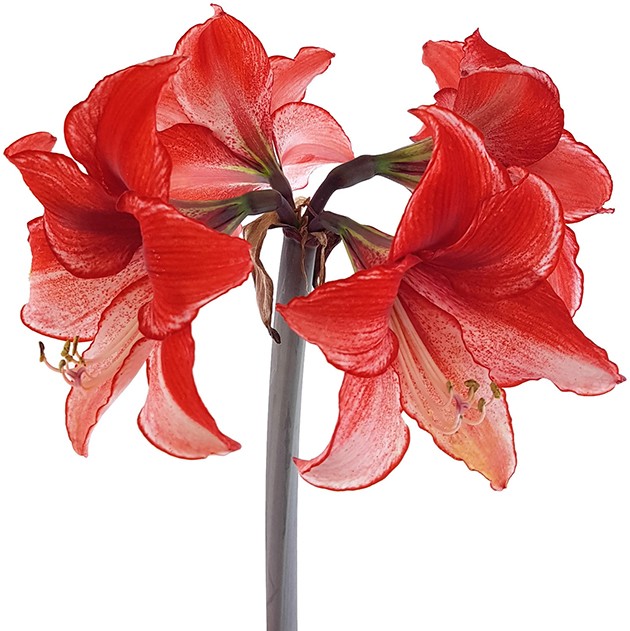 Hippeastrum Charisma - rosa Ritterstern