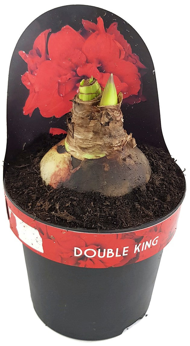 Hippeastrum Double King - Ritterstern mit roter Blüte