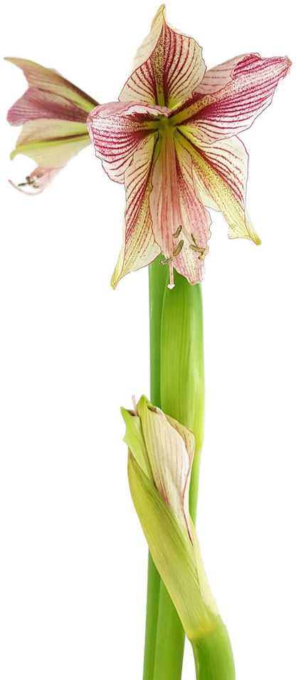 Hippeastrum Exotic Star - altrosafarbene Amaryllis