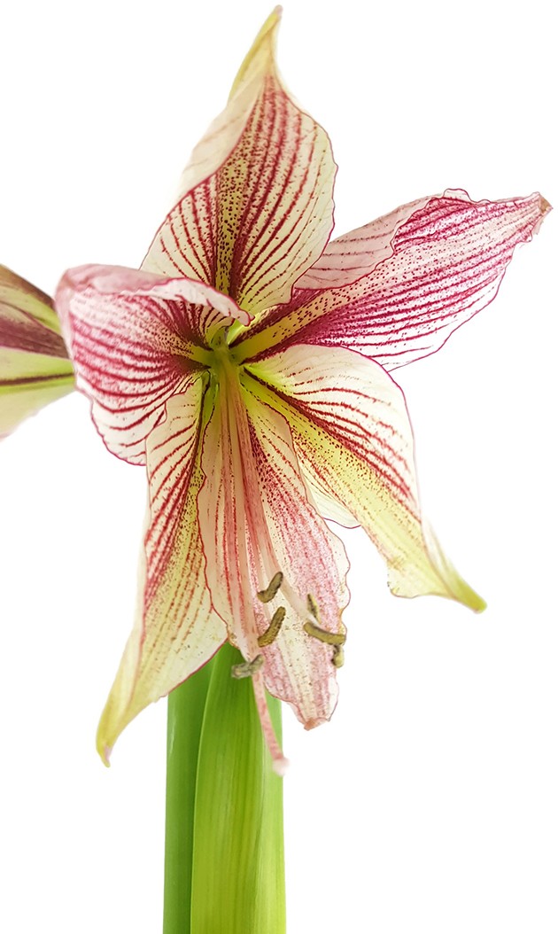 Hippeastrum Exotic Star - altrosafarbene Amaryllis